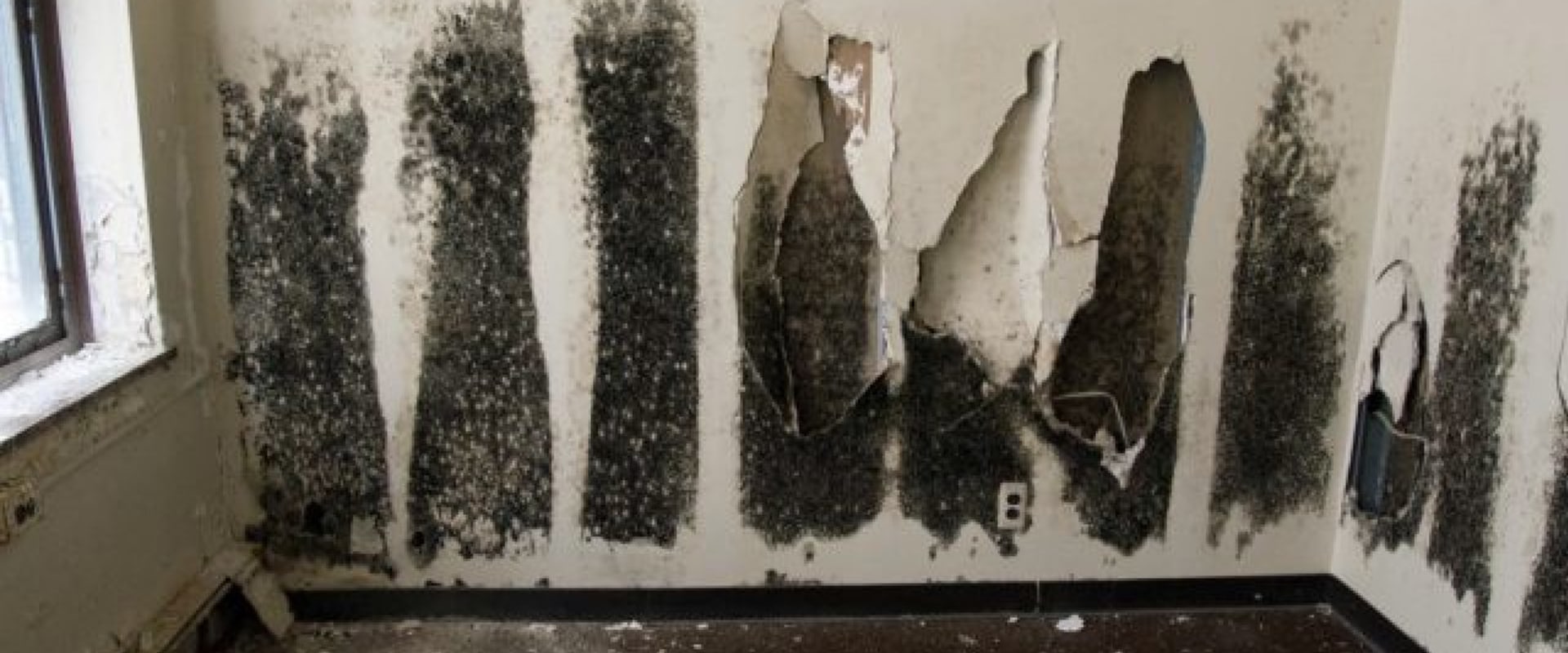 Identifying Black Mold Growth Visible Signs to Check For