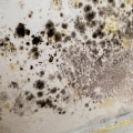 Skin Protection for Mold Clean Up