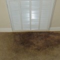Carpet and Mold Growth: What You Need to Know