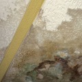 Identifying Visible Signs of Mold Growth