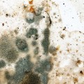 Identifying the Source of Mold