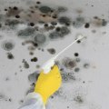 Mold Remediation Services: All You Need to Know