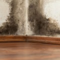 Temperature and Mold Growth: Causes, Effects and Solutions