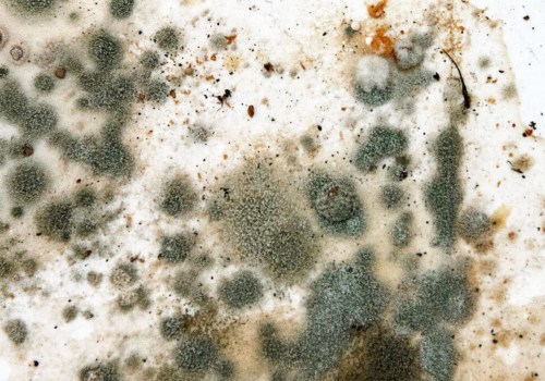 Identifying the Source of Mold