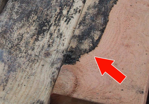Wood and Mold Growth: A Comprehensive Overview