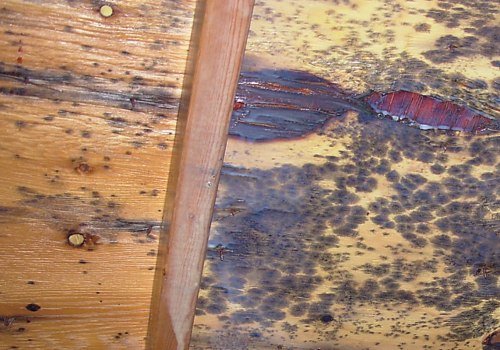 Attic Ventilation and Mold Growth