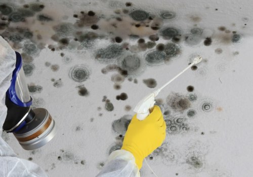 Mold Remediation Services: All You Need to Know