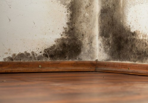 Temperature and Mold Growth: Causes, Effects and Solutions