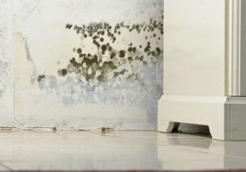 How to Remove Black Mold with Detergent