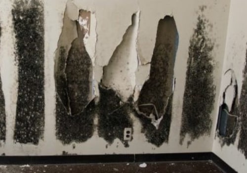 Identifying Black Mold Growth: Visible Signs to Check For